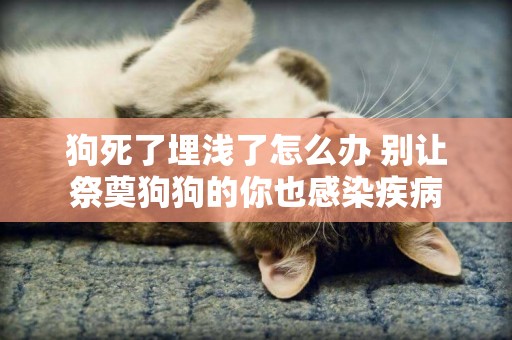 狗死了埋淺了怎么辦 別讓祭奠狗狗的你也感染疾病