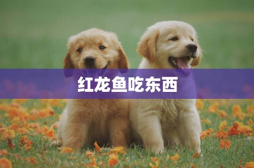 紅龍魚吃東西