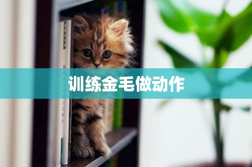 訓練金毛做動作