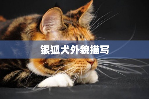 銀狐犬外貌描寫