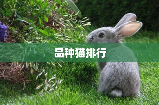 品種貓排行