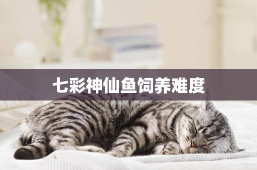 七彩神仙魚飼養難度