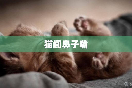貓聞鼻子嘴