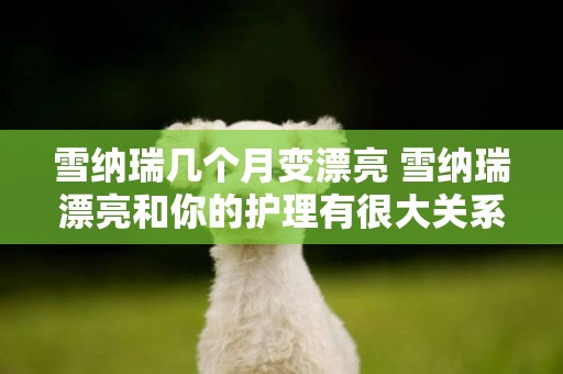 雪納瑞幾個月變漂亮 雪納瑞漂亮和你的護理有很大關系哦！