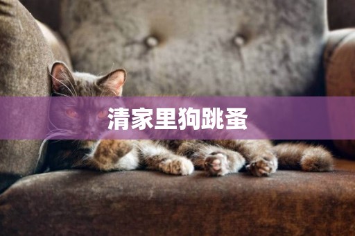 清家里狗跳蚤