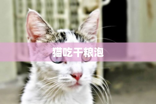 貓吃干糧泡