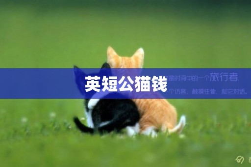 英短公貓錢