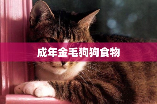 成年金毛狗狗食物