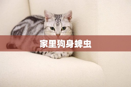 家里狗身蜱蟲