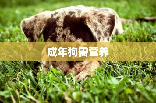 成年狗需營養