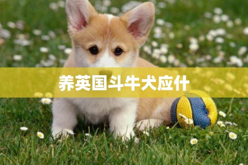 養英國斗牛犬應什