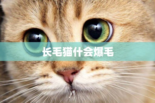 長毛貓什會爆毛