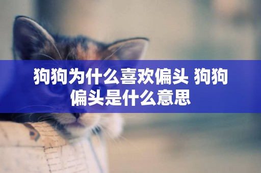 狗狗為什么喜歡偏頭 狗狗偏頭是什么意思 狗狗為什么喜歡偏頭 狗狗偏頭是什么意思