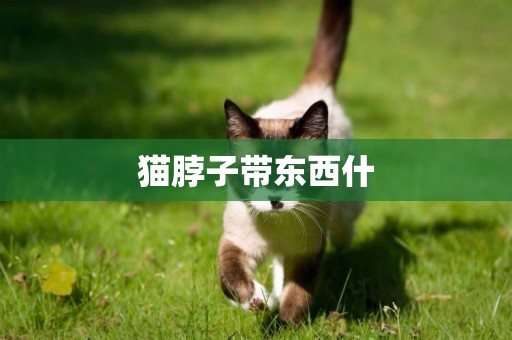 貓脖子帶東西什