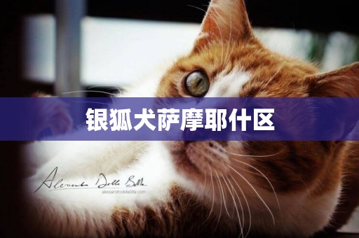 銀狐犬薩摩耶什區