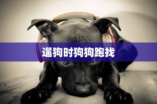 遛狗時狗狗跑找
