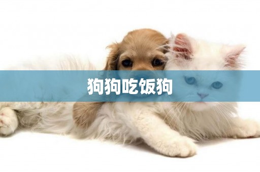 狗狗吃飯狗