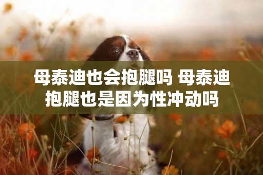 母泰迪也會抱腿嗎 母泰迪抱腿也是因為性沖動嗎