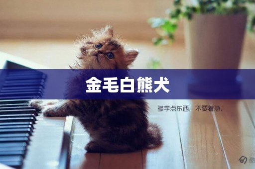 金毛白熊犬