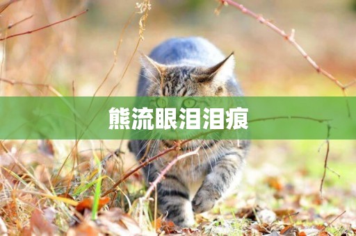 熊流眼淚淚痕