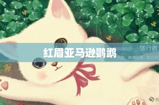 紅眉亞馬遜鸚鵡