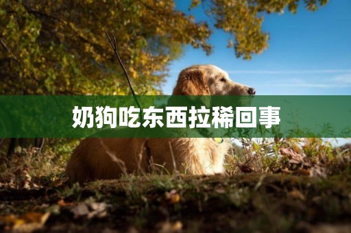 奶狗吃東西拉稀回事