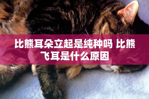比熊耳朵立起是純種嗎 比熊飛耳是什么原因