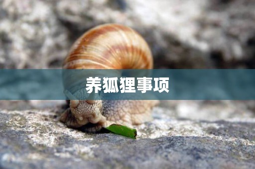 養狐貍事項