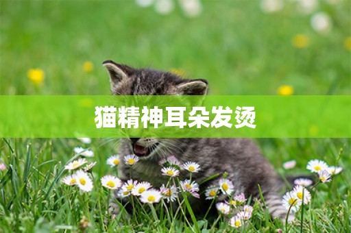 貓精神耳朵發燙