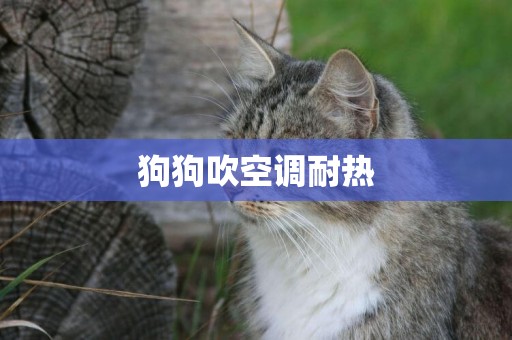 狗狗吹空調耐熱