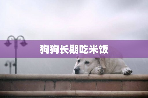 狗狗長期吃米飯