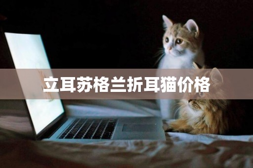 立耳蘇格蘭折耳貓價格