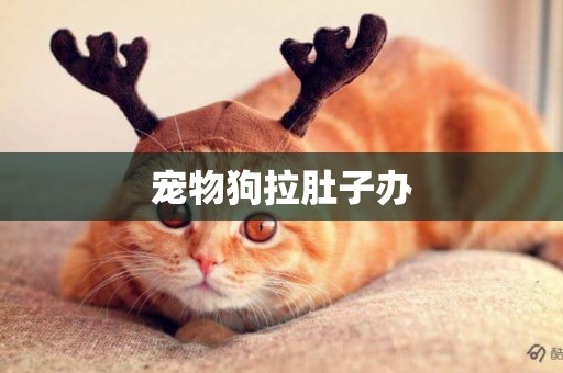 寵物狗拉肚子辦