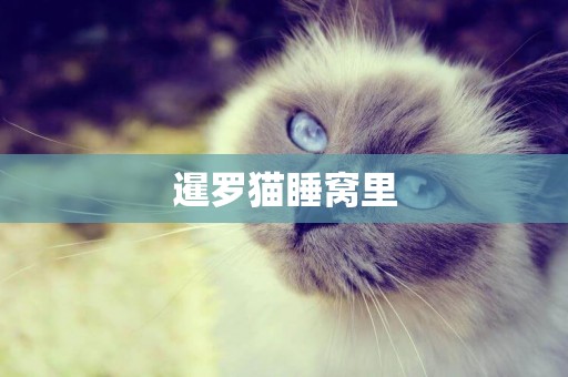 暹羅貓睡窩里