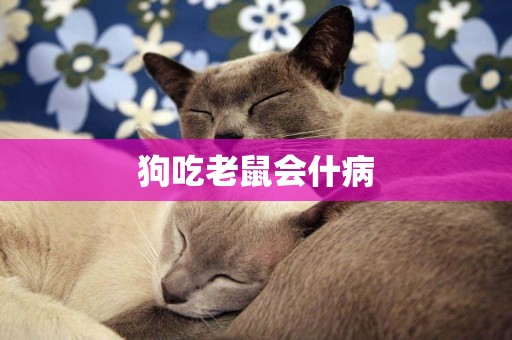 狗吃老鼠會什病