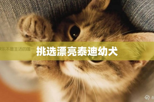 挑選漂亮泰迪幼犬