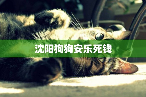 沈陽狗狗安樂死錢