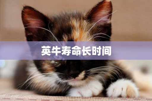 英牛壽命長時間
