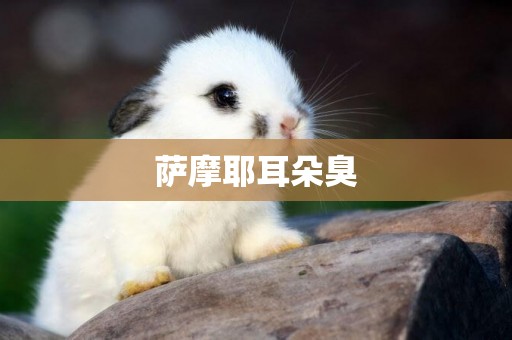 薩摩耶耳朵臭