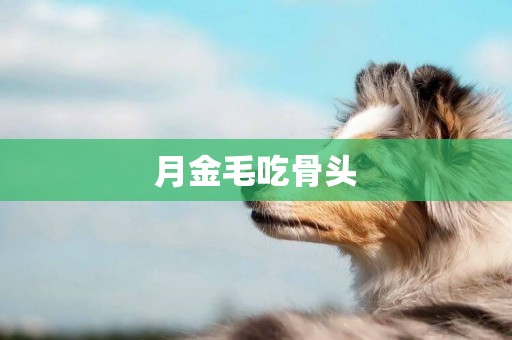 月金毛吃骨頭