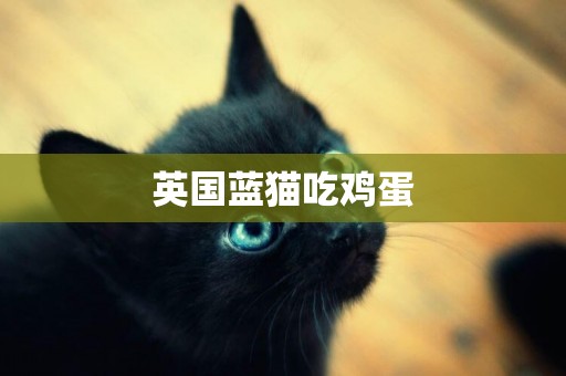 英國藍貓吃雞蛋