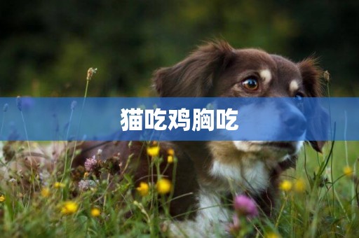 貓吃雞胸吃