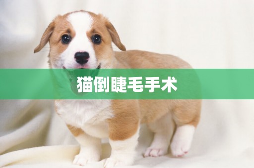 貓倒睫毛手術
