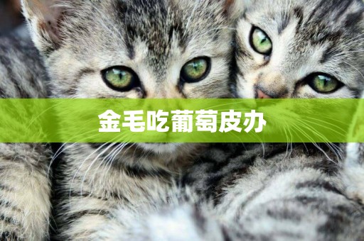 金毛吃葡萄皮辦
