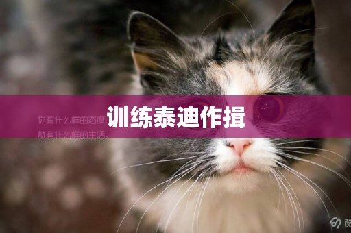 訓練泰迪作揖