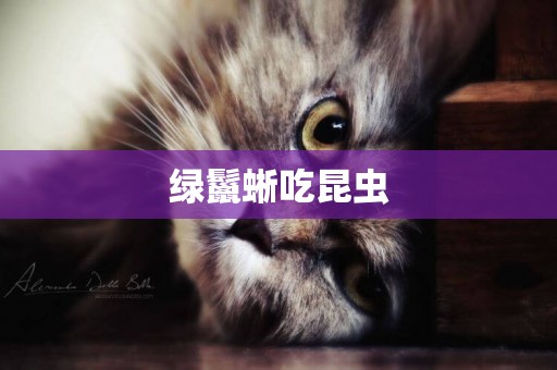 綠鬣蜥吃昆蟲
