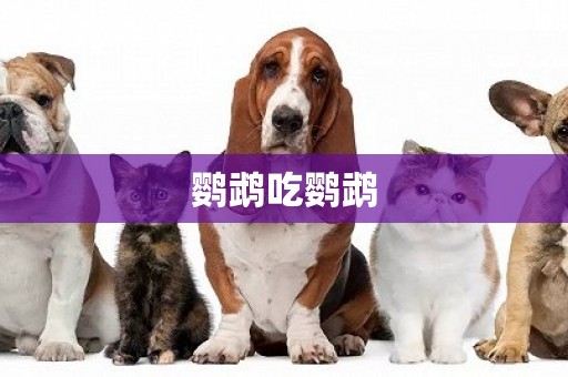 鸚鵡吃鸚鵡