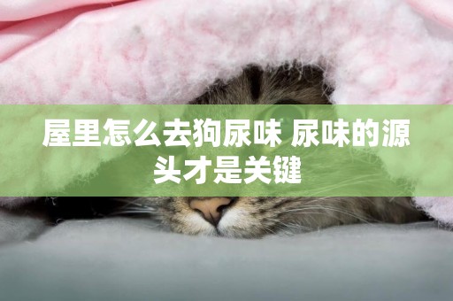屋里怎么去狗尿味 尿味的源頭才是關鍵