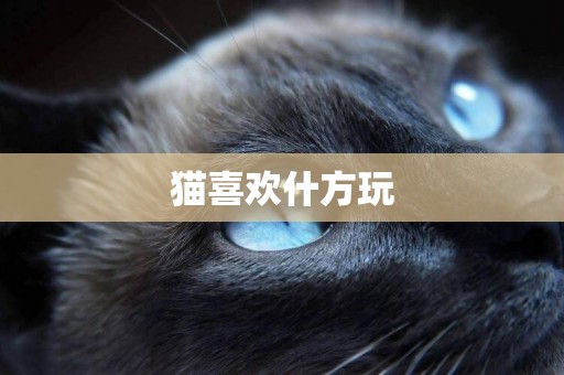 貓喜歡什方玩