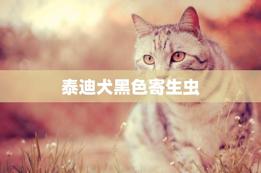 泰迪犬黑色寄生蟲